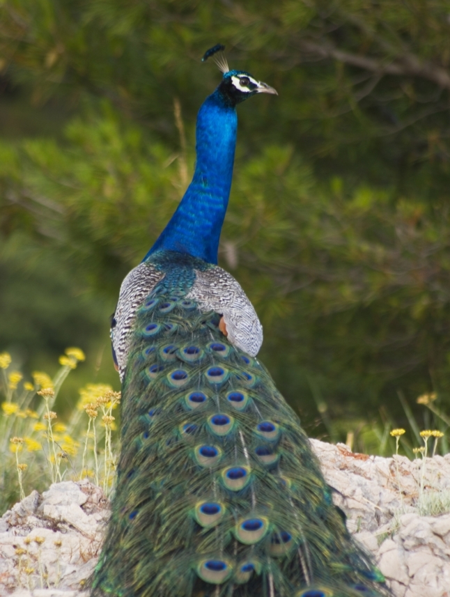 Peacocks on Lokrum